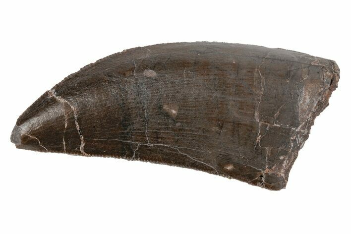 Serrated Dinosaur (Allosaurus) Tooth - Colorado #218332